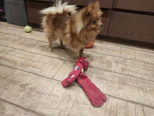 Пёсель очень рад новой игрушке. Фото автора.