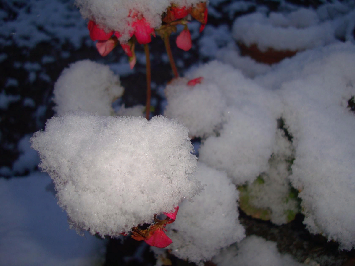 Фото автора. В моем саду...