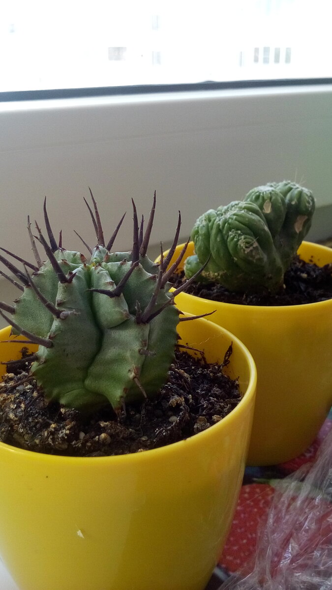 Так четыре года назад они выглядели