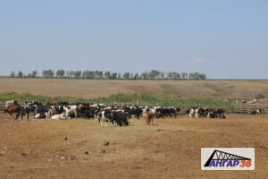 Корсаковский район является одним из многих аграрных районов Центрального федерального округа. Здесь выращивают зерновые культуры, сахарную свеклу,  подсолнечник, горчицу и т.д. Животноводческий сектор Корсаковского района представлен скотоводством молочно-мясного направления, свиноводством и птицеводством. Промышленность района сосредоточена в административном центре — селе Корсаково, здесь расположены крахмальный и мукомольный завод.
