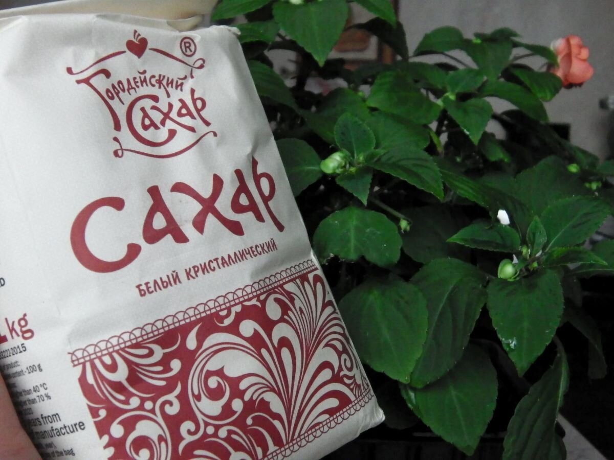 Сахар от белокрылки. Фото автора