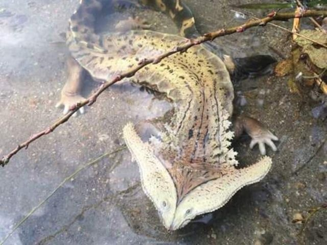 Да, он вымер. Нет, это просто очень хорошая реконструкция на базе шеи черепахи мата-мата.
