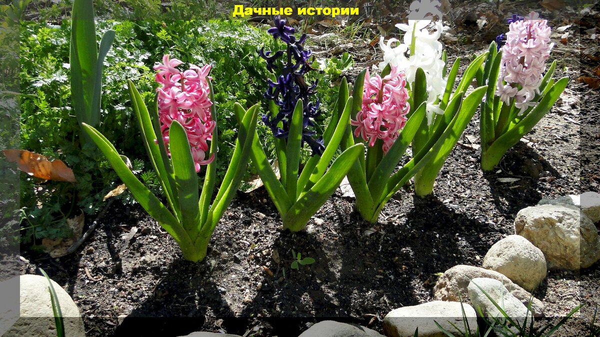 https://vk.com/photo-159774511_457247367Лето. 