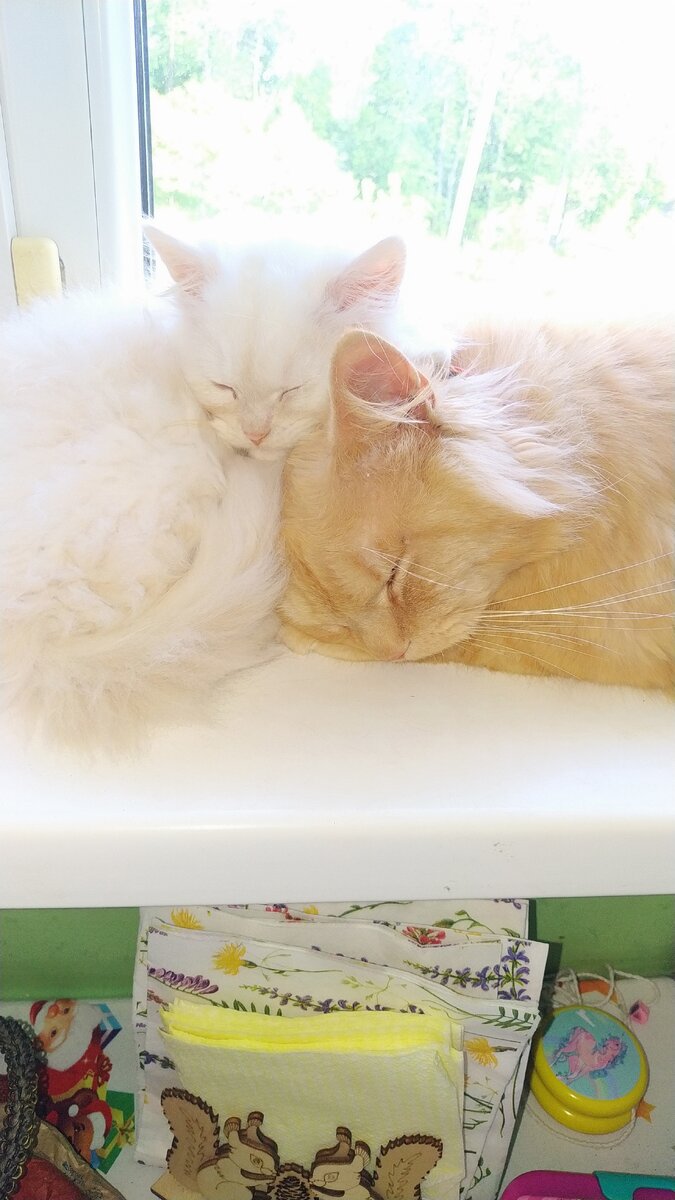 Греемса на солнышке фото личные автора.