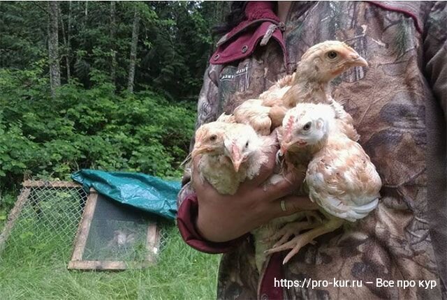 Cодержание и разведение цыплят бройлеров на приусадебном участке и в домашних условиях