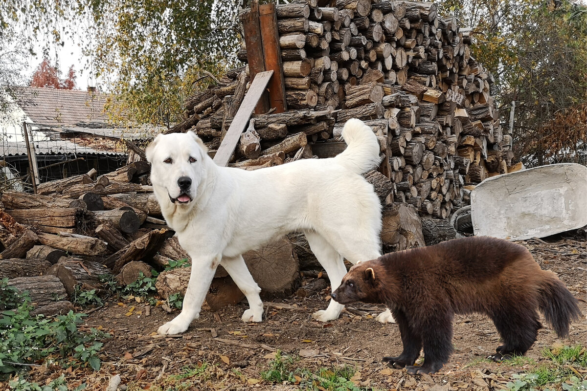 Сравнительный размер героев повествования. Фотоколлаж автора.