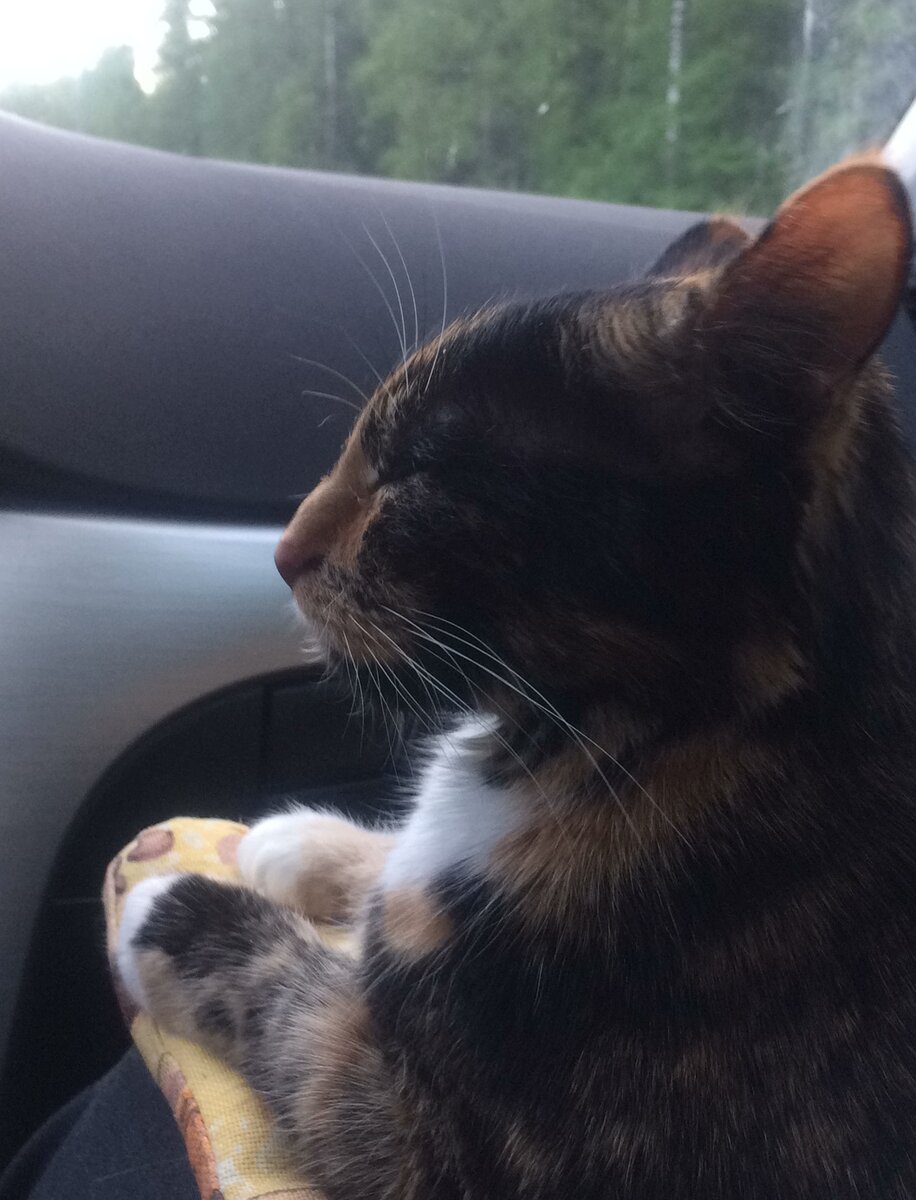 Василиса едет на дачу. Фото автора