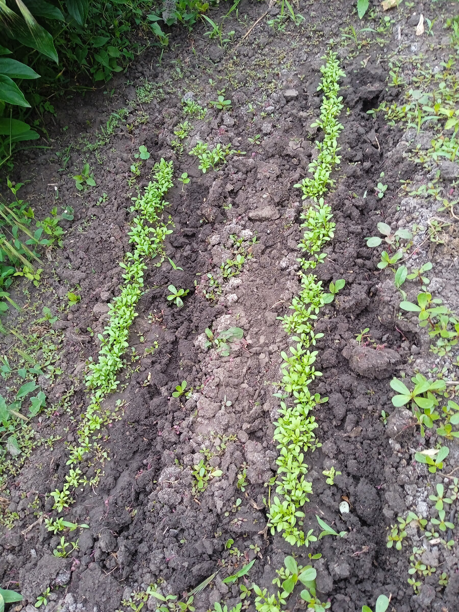 сорняк растет быстрее, чем салат