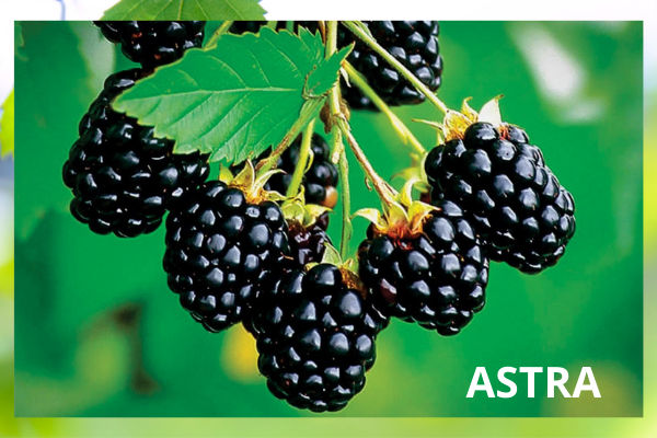 Ежевика фото с открытых источников