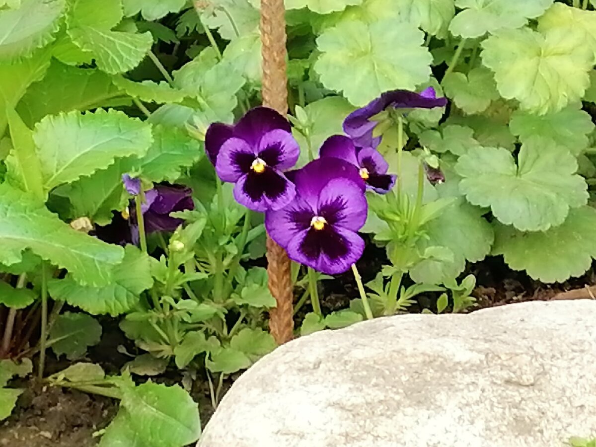 душистая фиалка