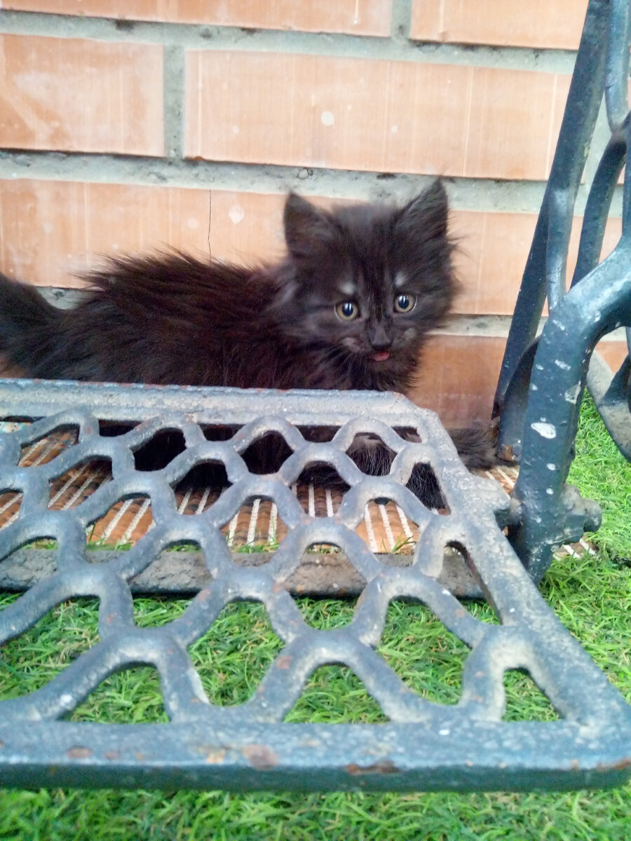 Вот это бессовестное создание.