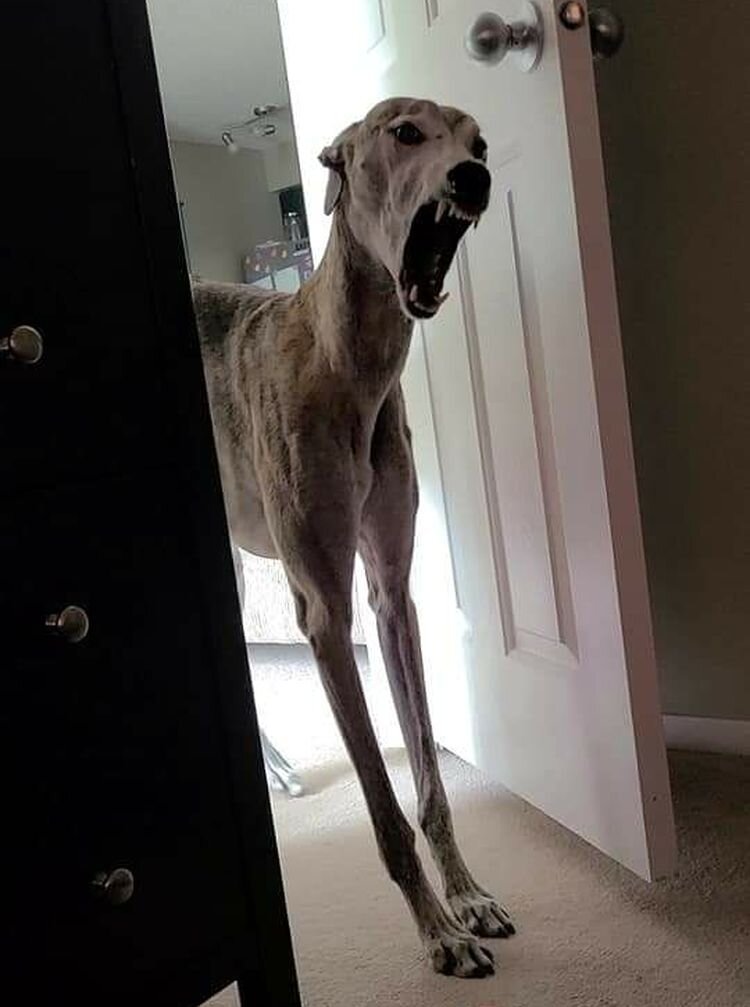 Источник: https://www.reddit.com/r/oddlyterrifying/comments/il71f2/this_slender_dog/