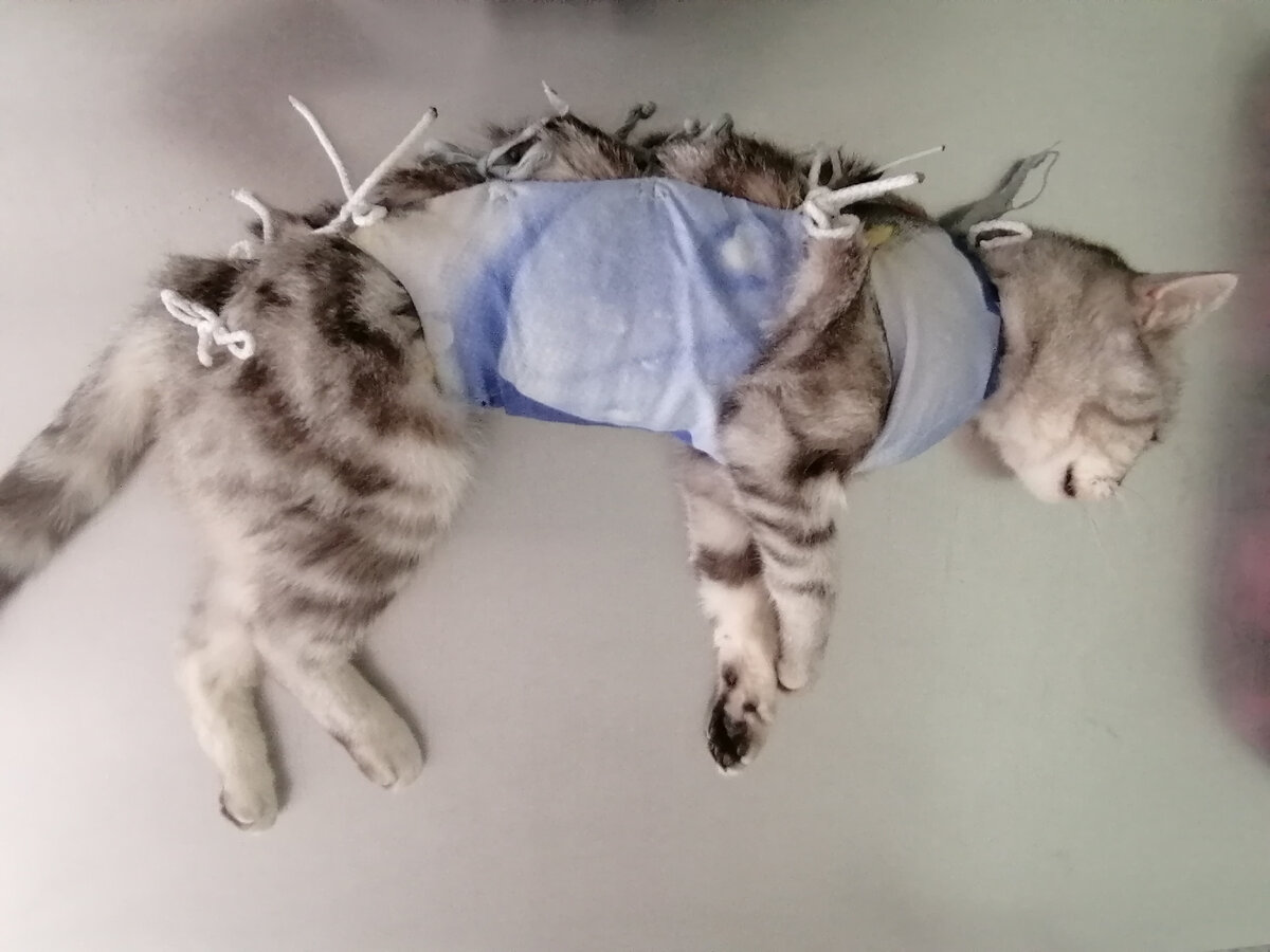 Кошечка после стерелизации