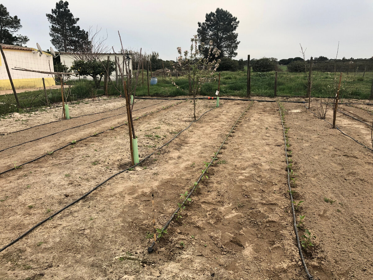 Песчаная почва