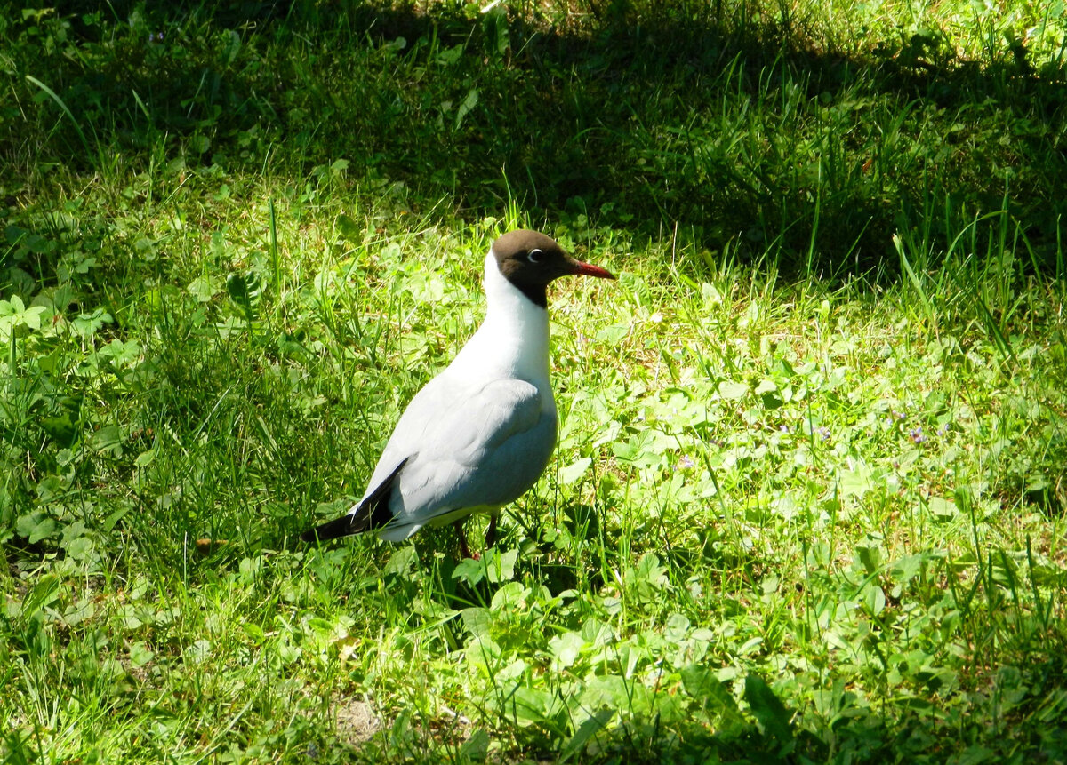 Балтийская чайка в Петергофском парке.