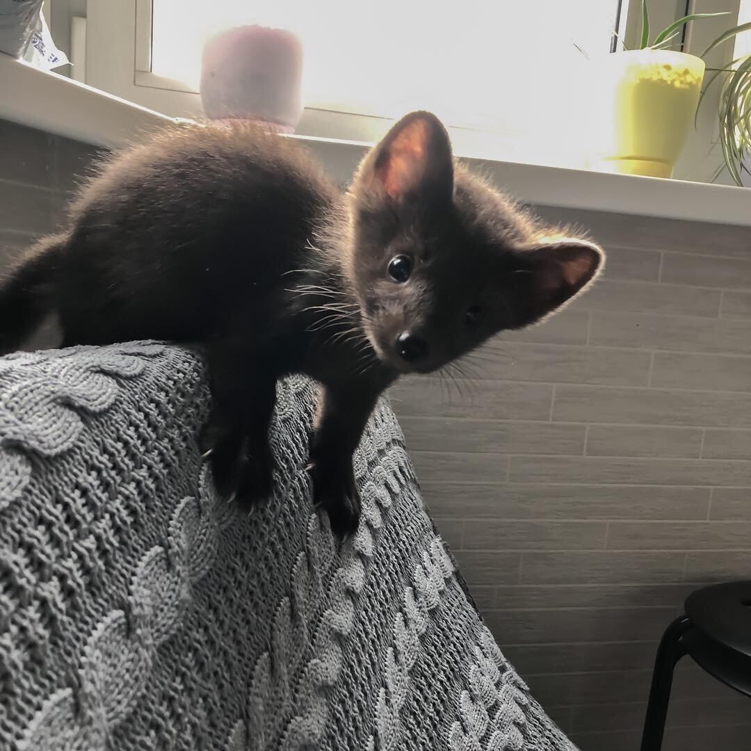 Совсем еще маленький Бадди