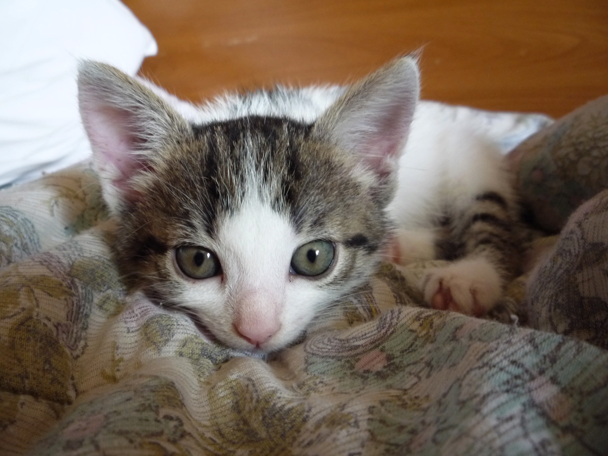 Какой нос у котенка