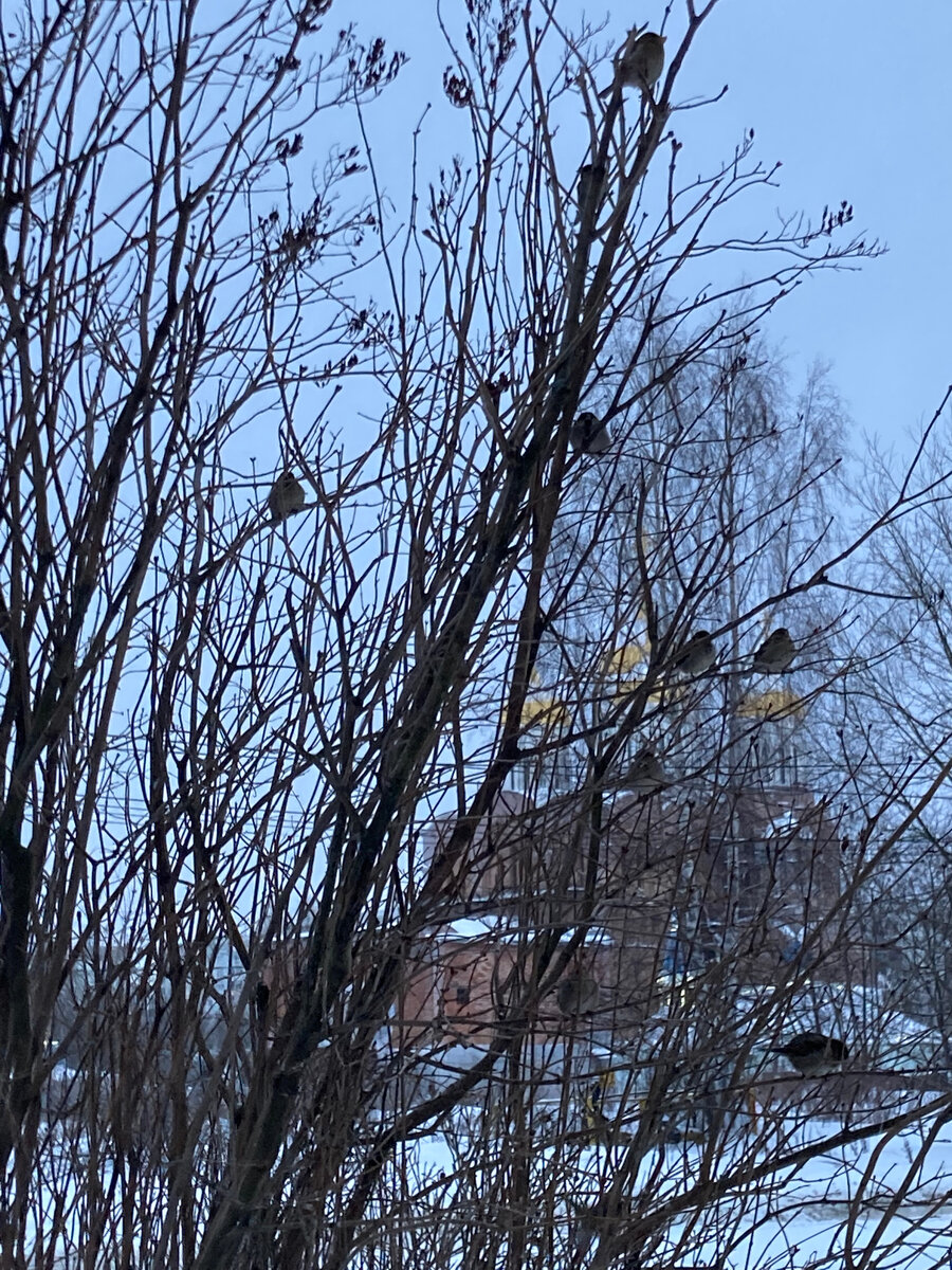 Всегда радуюсь, когда смотрю на воробьишек! 