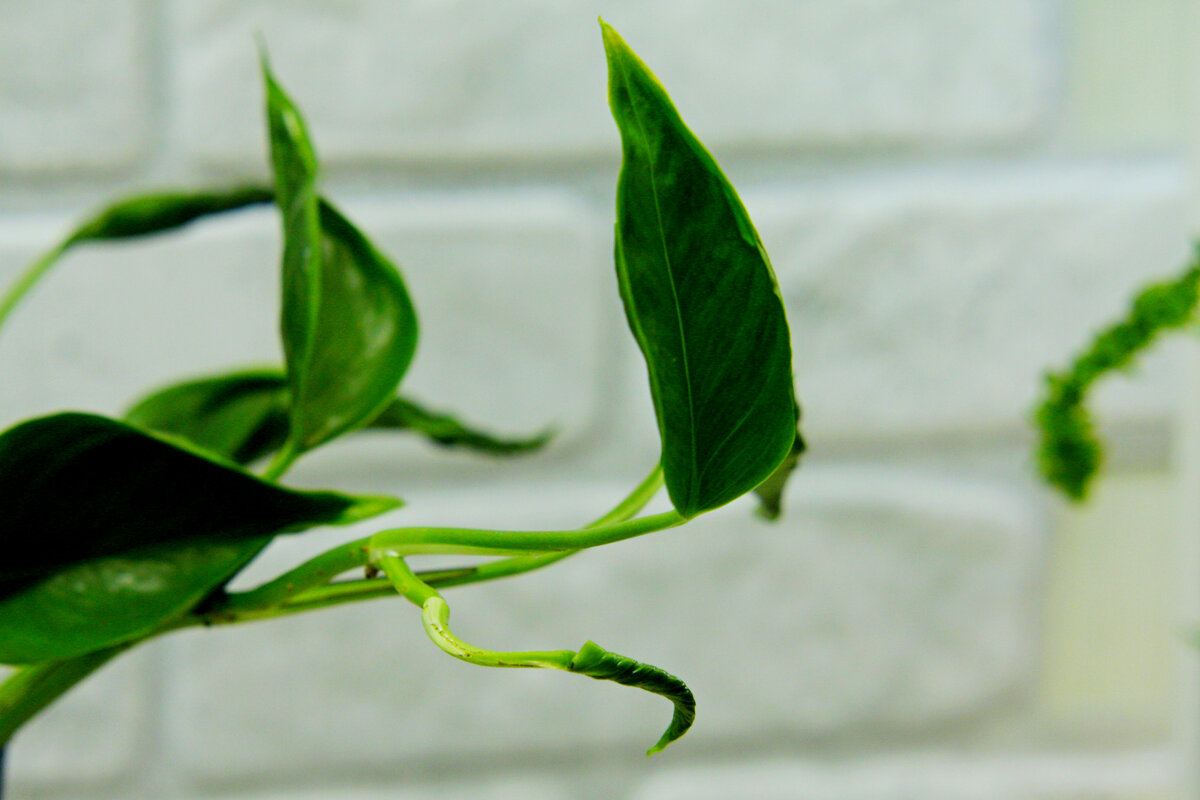 Фото и коллекция автора Masteritayaplants