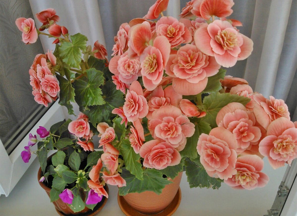 rastenievod-007.blogspot.com