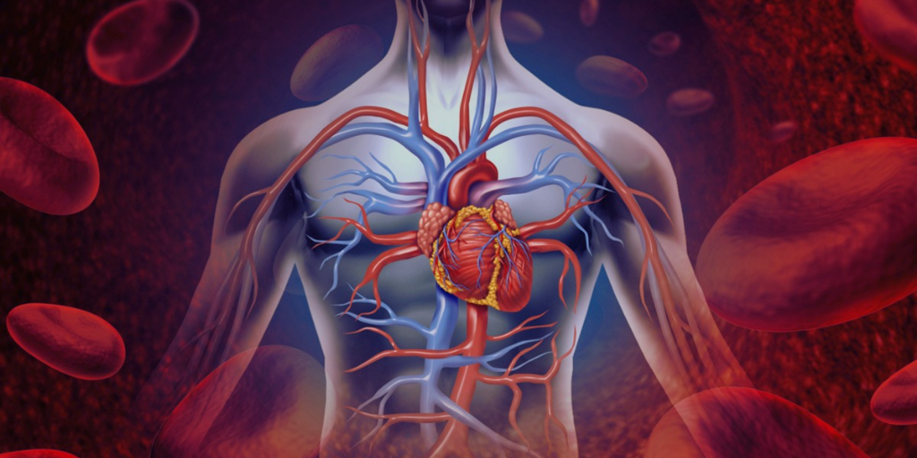 Кровеносная система обеспечивает нам жизнь.