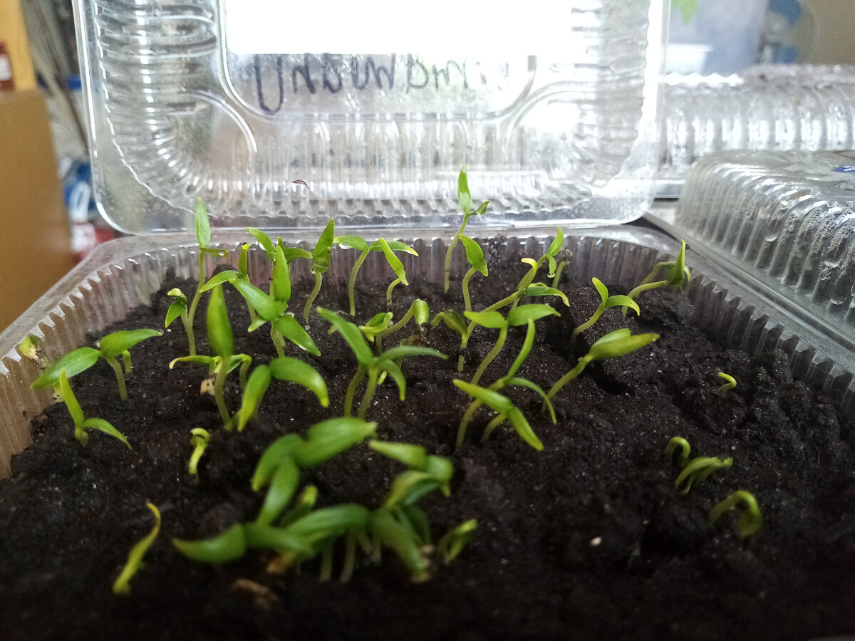 Пурпурный колокол