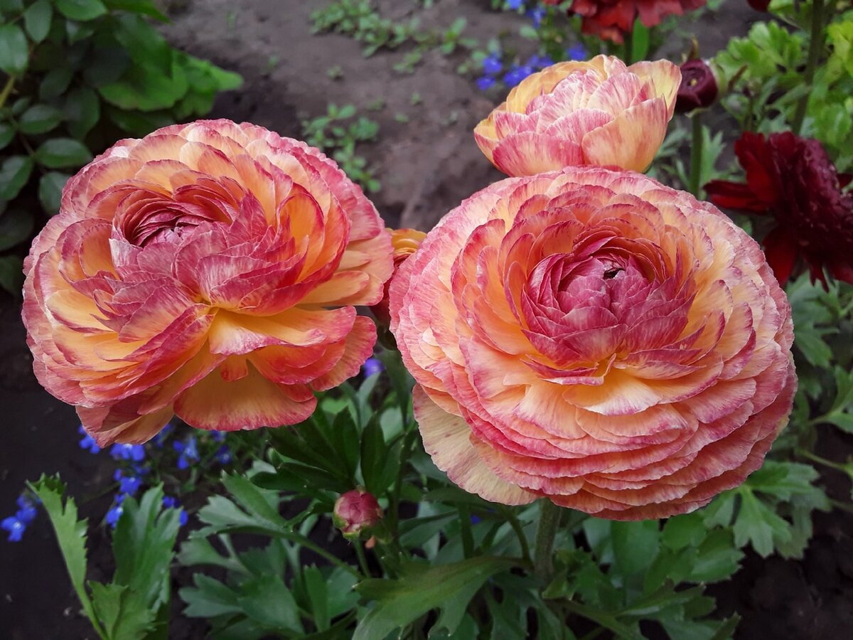 Ранункулюс, сорт Picotee Pink - кремовый с розовым краем