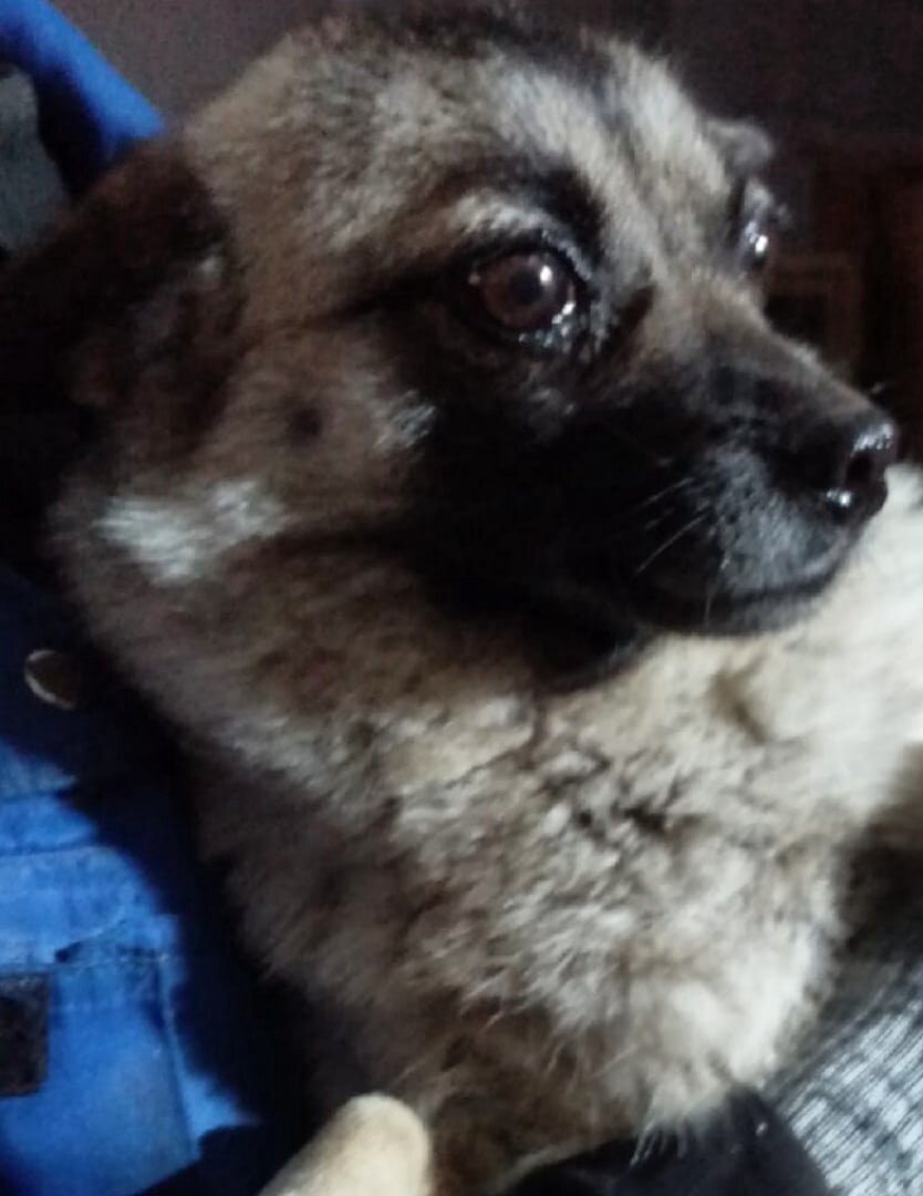 Оставим в отлове - собака пропадет