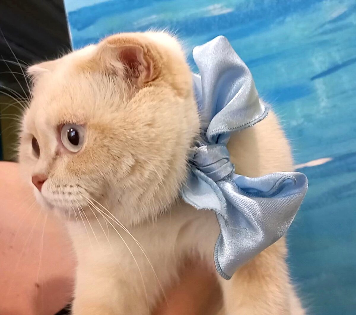 кошка Снежинка