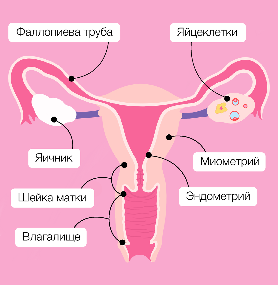 матка женщины картинки строение