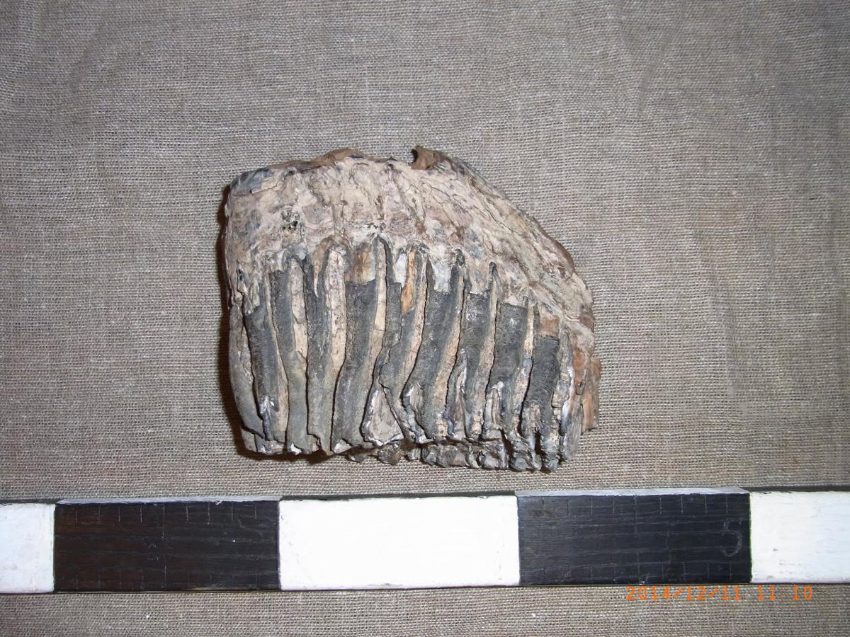 Зуб мамонта. Найден в 1977 году в Кимовском карьере