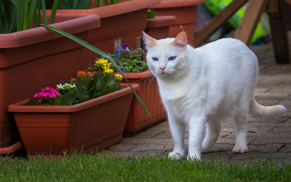 🐱Как защитить кошку от блох и клещей | Нос, хвост, лапы | Дзен