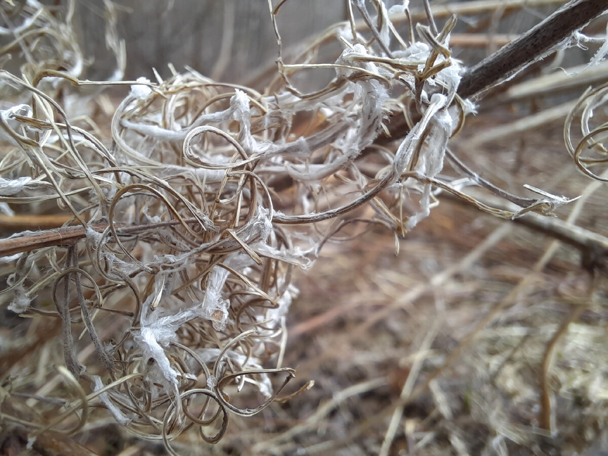 Летом на спуске к Пионерскому огромное поле Иван-чая. 