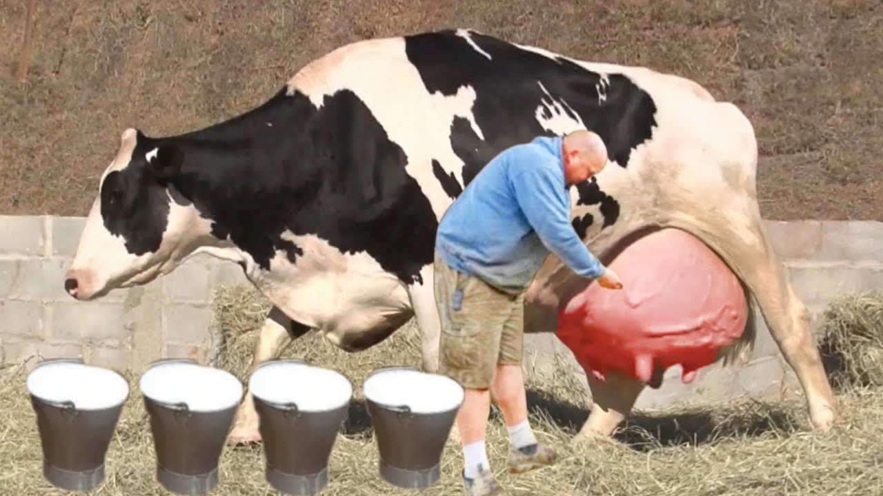 Корова Даёт 150 Литров Молока в День | Smart Pizza | Дзен