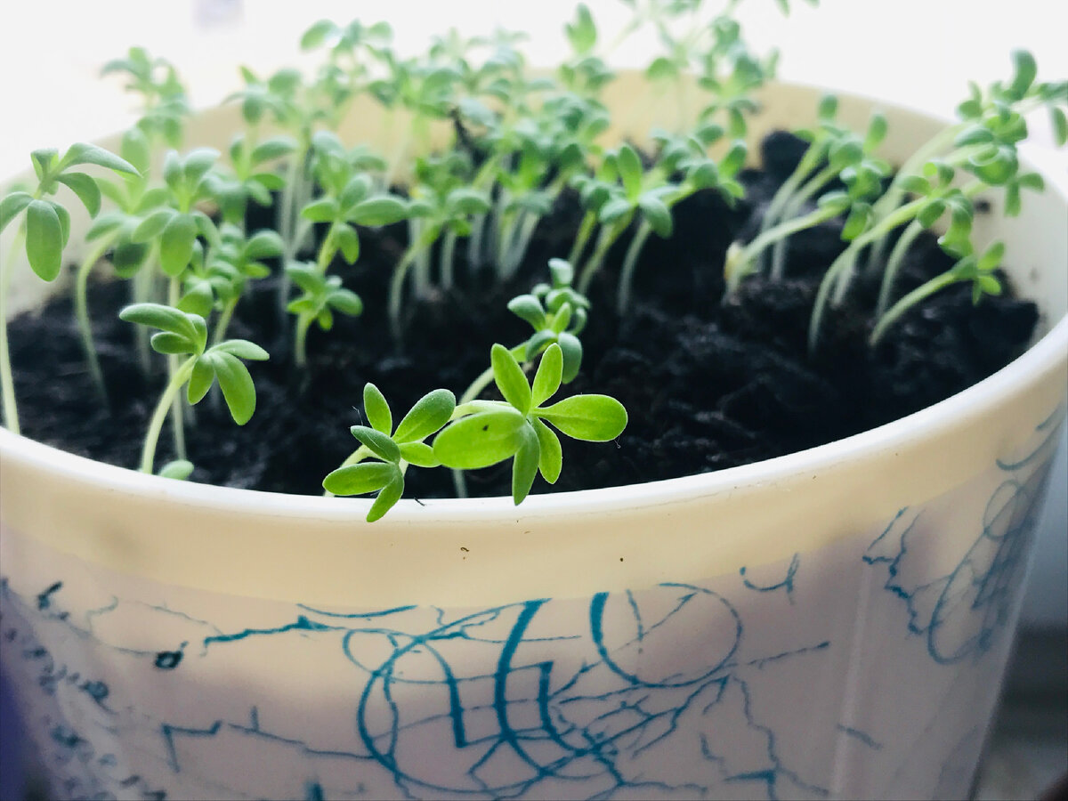 Выращиваю кресс-салат на подоконнике 🌱 Домашняя зелень в горшке - просто и  удобно! | Все о доме и красоте ❤️ | Дзен