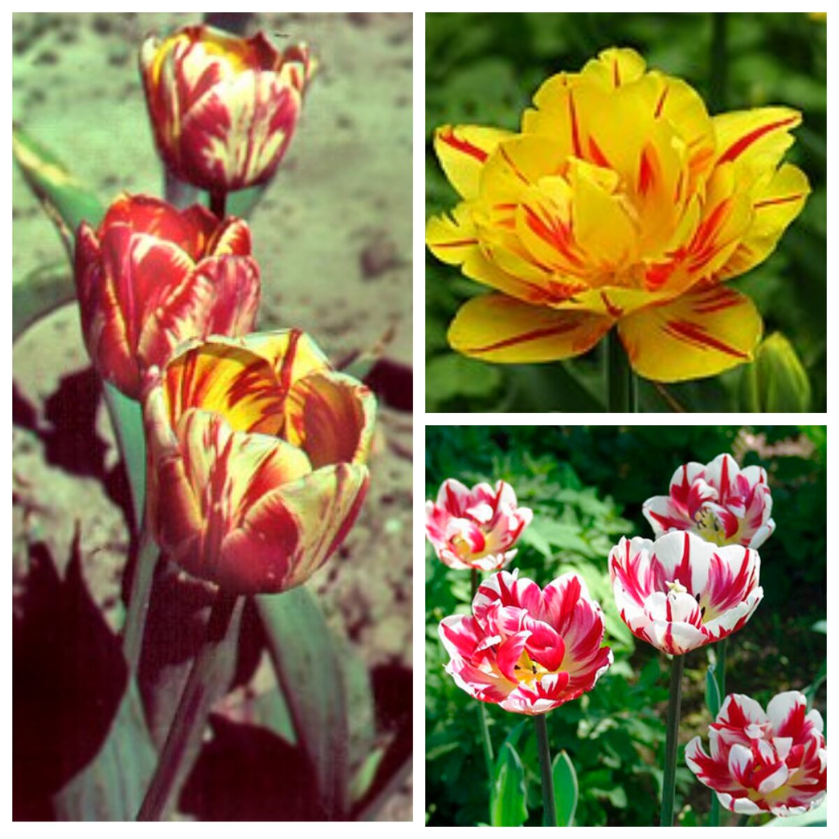 Пестролепестность - красивое заболевание тюльпанов. Коллаж из фото автора. 