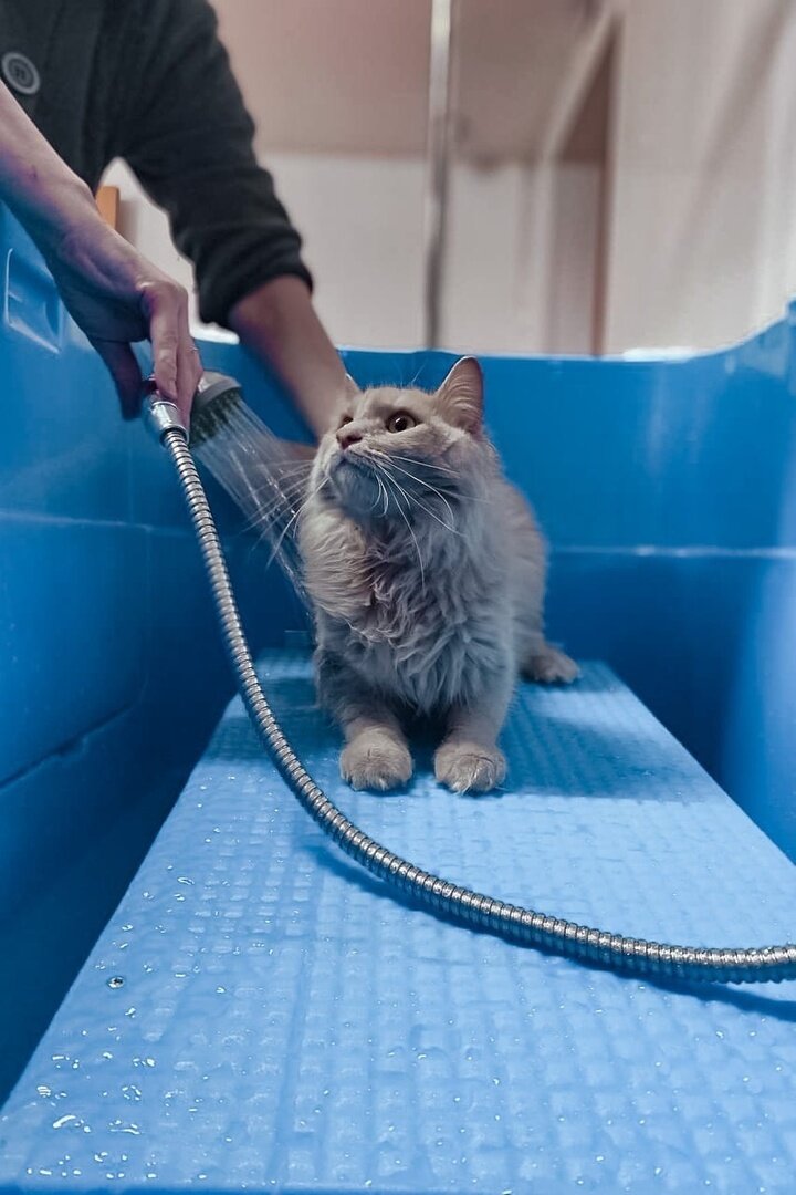 ФОТО: VK.COM «УМКА» ПРИЮТ ДЛЯ БЕЗДОМНЫХ ЖИВОТНЫХ