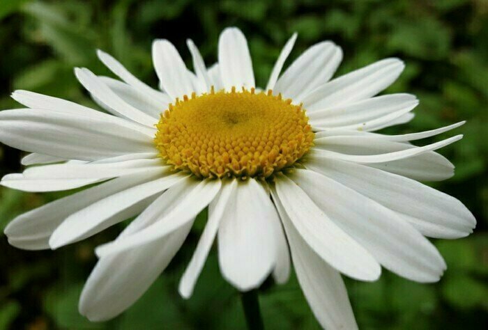 Ромашка. Фотография из личного архива автора