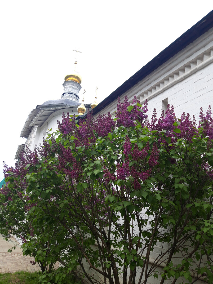 Вдоль стен монастыря растёт множество кустов сирени