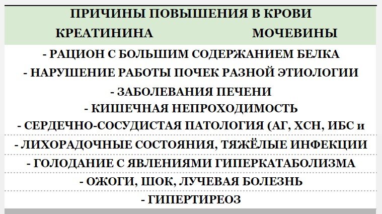 Причина повышения мочевины креатинина. Причины повышения мочевины в крови. Мочевина повышена причины. Причины повышения мочевины в крови у женщин. Мочевина в крови повышена диета.