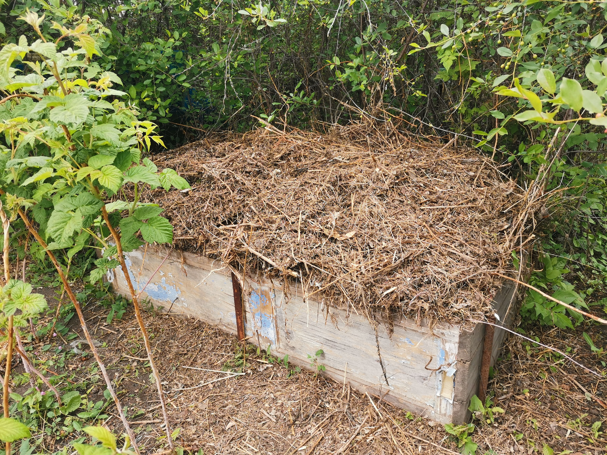 Было в два раза больше, это уже после того как сняла верхушку и сложила в мешки. 