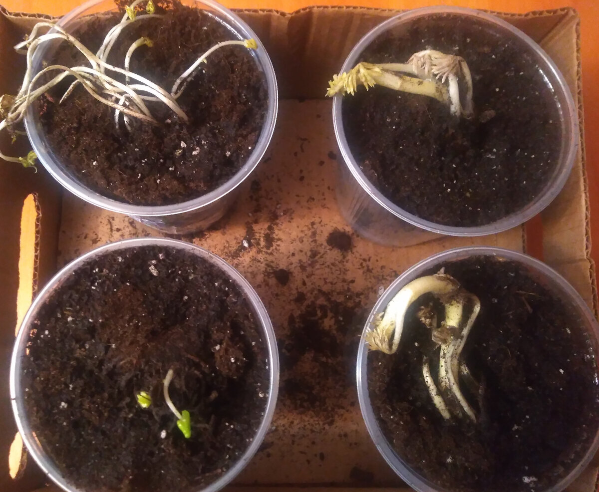 Акониты, слева внизу бузульник