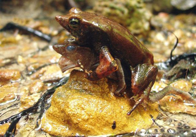 Самец Rhinella proboscidea амплексирует дохлую подружку, ритмично надавливая на ее бока, пока не вылезут столь нужные ему яйцеклетки. Фото: Journal of Natural History (Izzo et al., 2013).