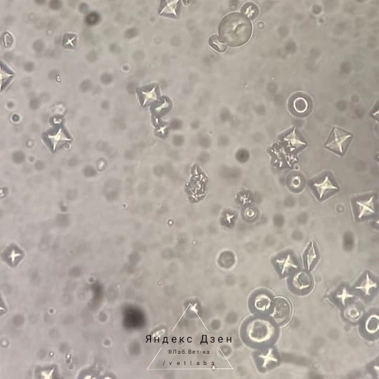 Последовательно: оксалаты кальция и мочевая кислота, оксалаты кальция и мочевая кислота, цистин, струвиты (трипельфосфаты)