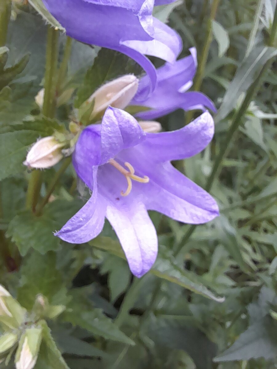 Колокольчики хорошего настроения. Помните? У меня была статья с таким названием.