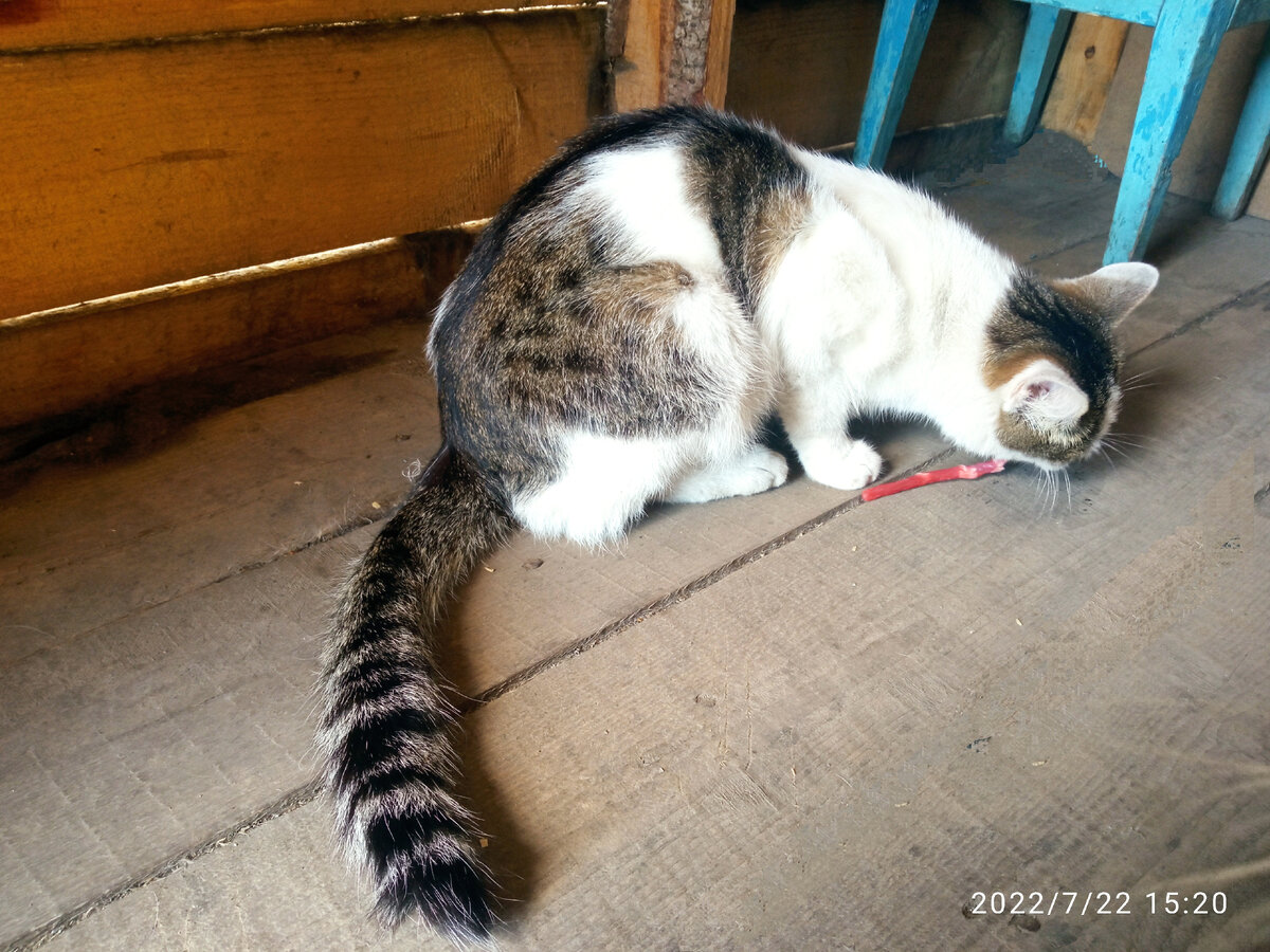 Кошкин хвост дзен. Кошкин хвост. Котик с хвостиком на голове. Хвост кота сигналы.