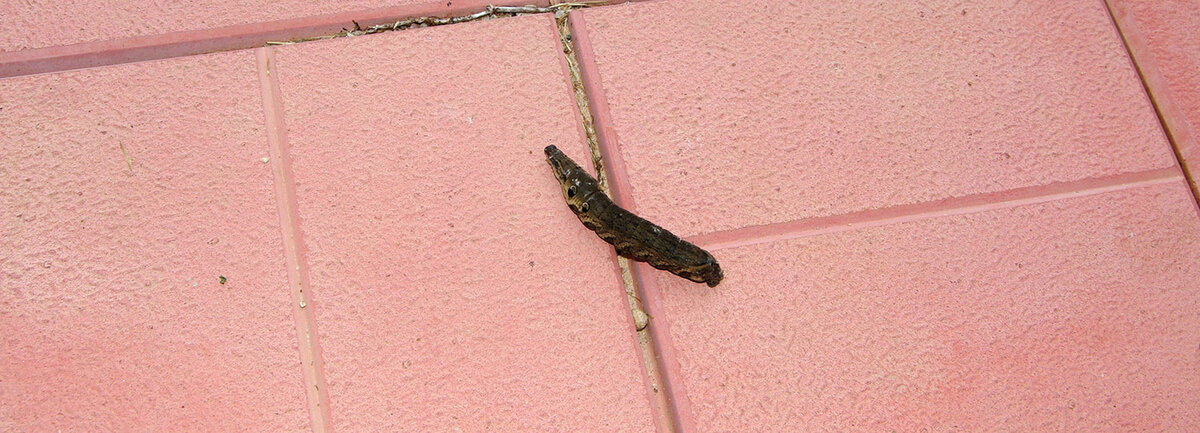 Беззаботно ползущая гусеница