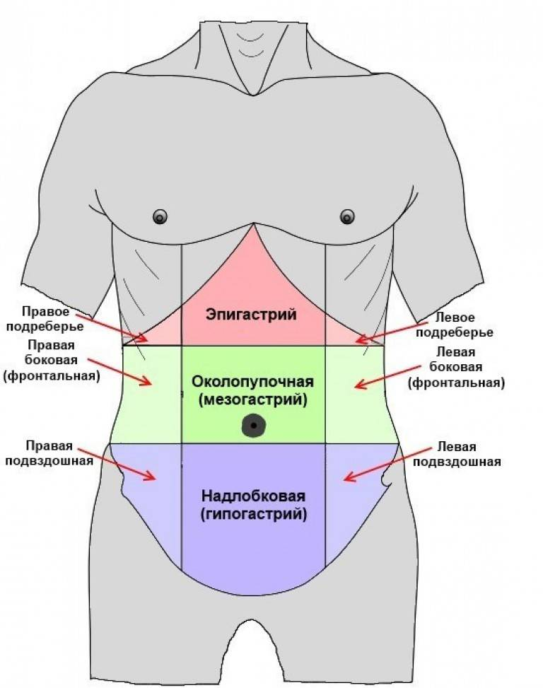 Болит слева от пупка. Правая подвздошная область живота. Эпигастрий мезогастрий гипогастрий. Строение человека в области живота. Эпигастральная область живота.