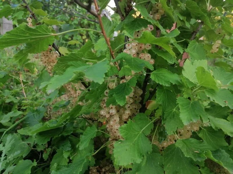 Подкормка ягодных кустарников