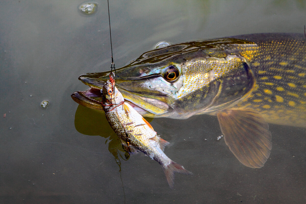 Фото с сайта: https://gruzarf.ru